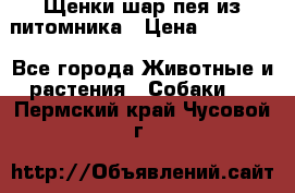 Щенки шар-пея из питомника › Цена ­ 15 000 - Все города Животные и растения » Собаки   . Пермский край,Чусовой г.